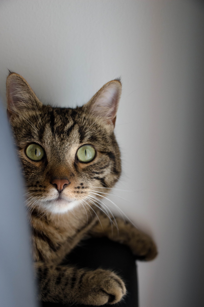 indoors, cute, animal body part, looking at camera, gray, animal eye, pixel, whisker, light, mammal, eyes, domestic, gray background, one animal, pets