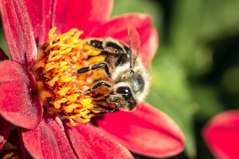 animal, vulnerability, bee, animals in the wild, close-up, insect, mignon-dahlia, one animal, flower, fragility, nature, nectar search, collect nectar