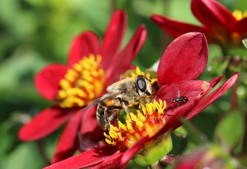 red, Insect, collect nectar, beauty in nature, freshness, one animal, flying ant in anflug, flower, close-up, pollen, nectar search, pollination, plant