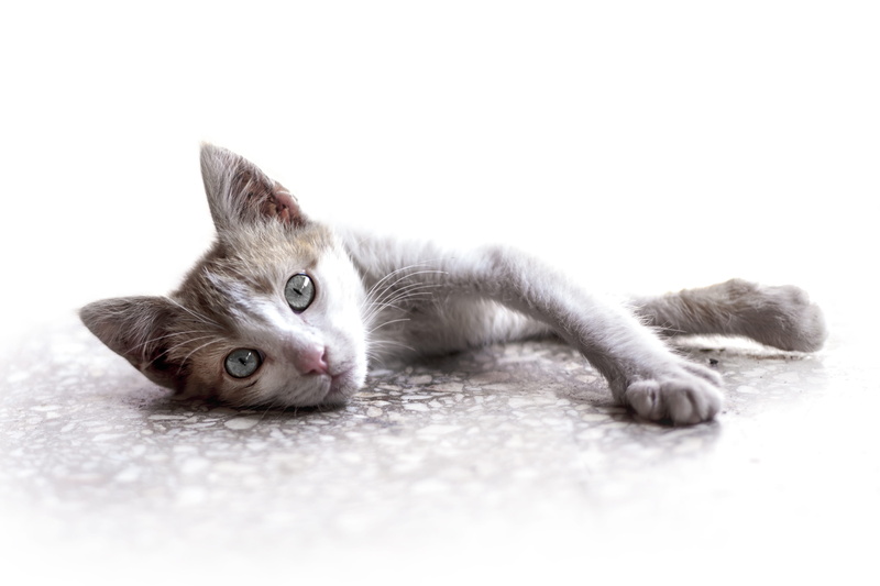 animal eye, Mignon, no people, whisker, looking at camera, mammal, feline, one animal, cat, Domestiqué, domestic cat, indoors, selective focus, vertebrate