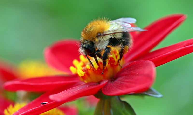 meadow hummel, fragility, nectar search, animals in the wild, bumblebee, flower, blossom, petal, bloom, bee, fly, flower head, vulnerability, shallow, invertebrate