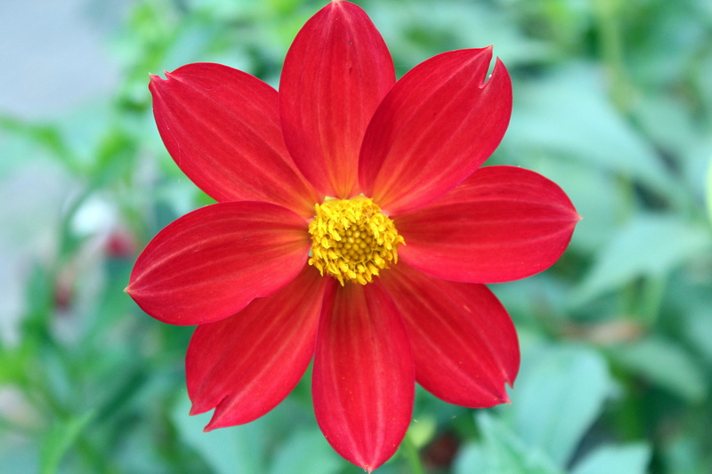 outdoors, beauty in nature, dahlia mignon, garden, focus on foreground, flower, flowerbed, pollen, red, vulnerability, freshness, growth, fragility, flowering plant