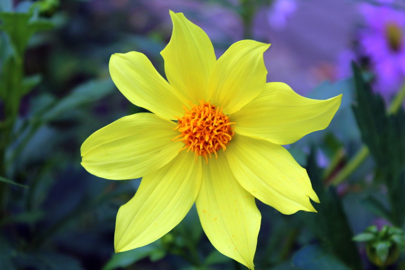 botany, yellow flower, no people, closeup, dahlia mignon, close-up, freshness, plant, fragility, 5K, beauty in nature, flower, nature, pollen, macro, flower head