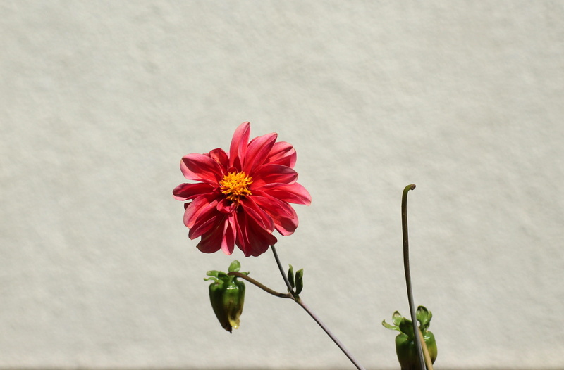 plant, fragility, 4K, close-up, flower, growth, petal, nature, dahlia pinnata, vulnerability, red flower, sepal, red, inflorescence, no people, studio shot