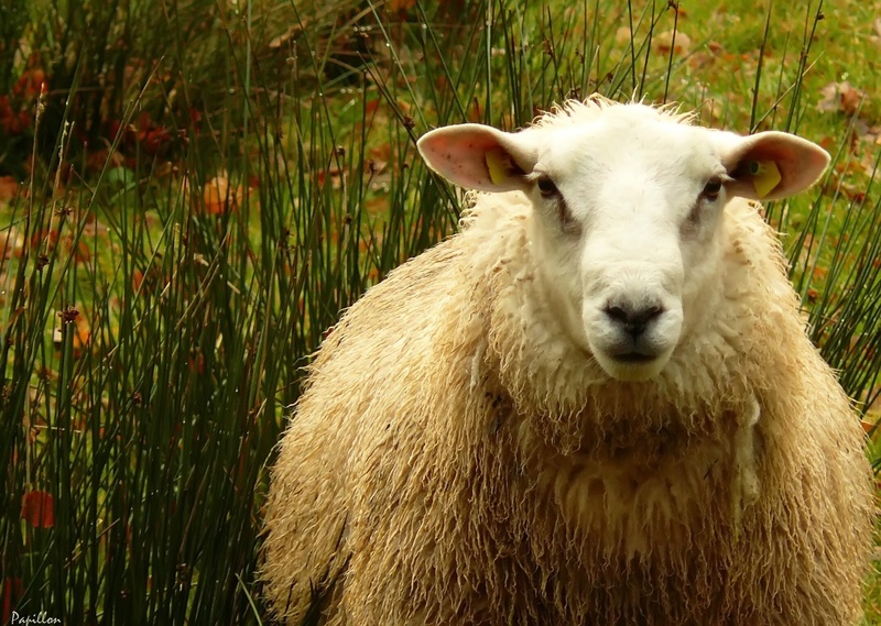 portrait, agriculture, animal head, wildlife photography, looking at camera, view, vertebrate, creature, 1080P, animals, dolly, pets, grass, furry, outdoors