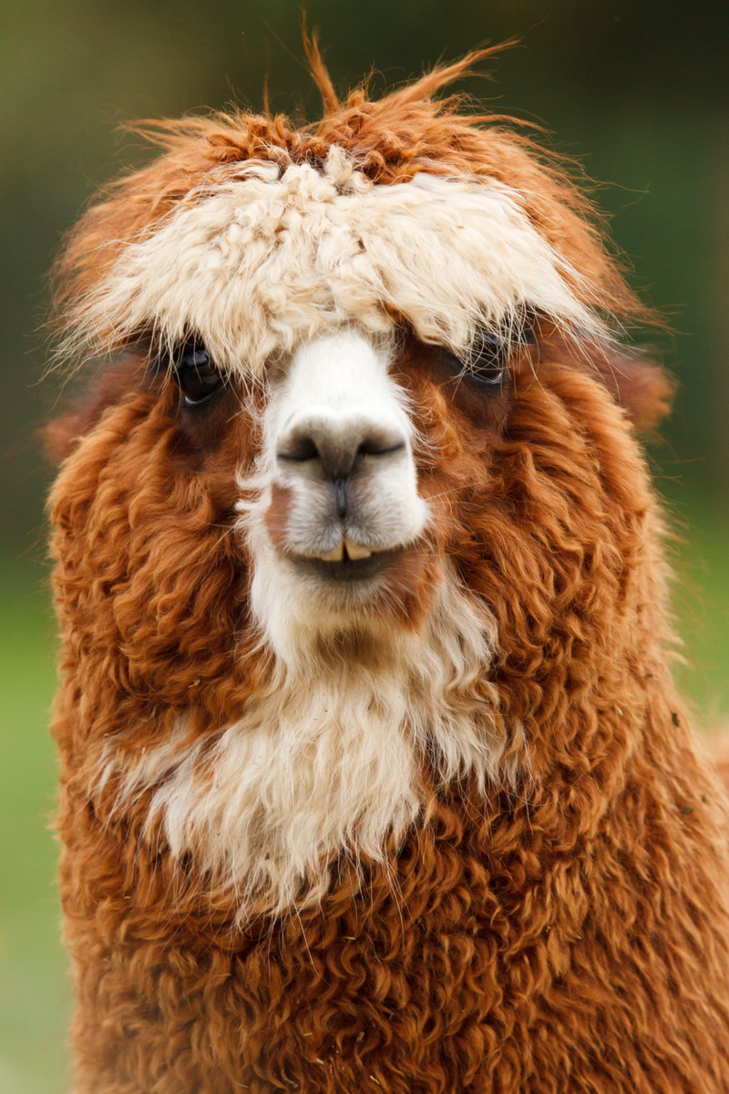 domestic, focus on foreground, 2K, cute, vertebrate, Brown, no people, animal themes, animal hair, zoo, livestock, one animal, animal body part, one, portrait