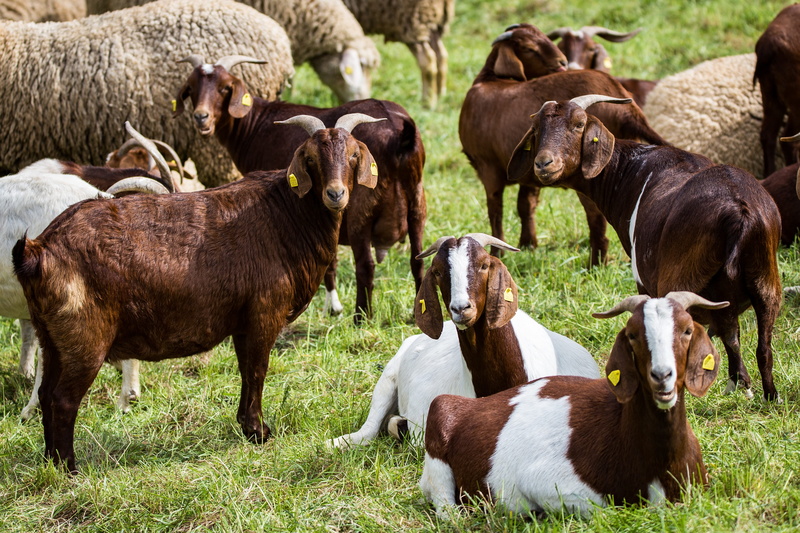 bock, herbivorous, wildlife photography, domestic animals, grazing, 4K, enclosure, creature, domestic, Flock, agriculture, horn, Billy Goat, nature, animal themes