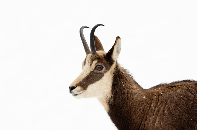 animal wildlife, wild, profile view, animal ear, gams, domestic animals, head drawing, one animal, high mountains, chamois, animals in the wild, animal themes