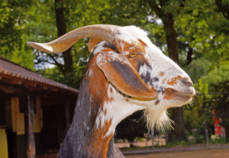 animal neck, animal body part, goatee, outdoors, curious, one animal, head, herbivorous, goat, billy goat, horse, agriculture, nature, goat buck, domestic goat