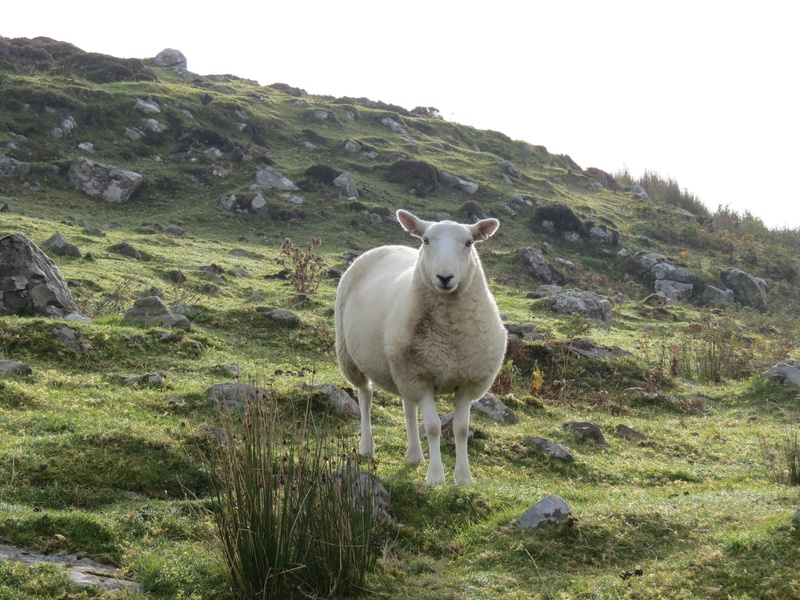 fur, vertebrate, rocks, pets, scotland, ewe, scottish, sky, ram, wool, day, rural, standing, range, domestic, lamb, mammal, nature, field, graze, grass