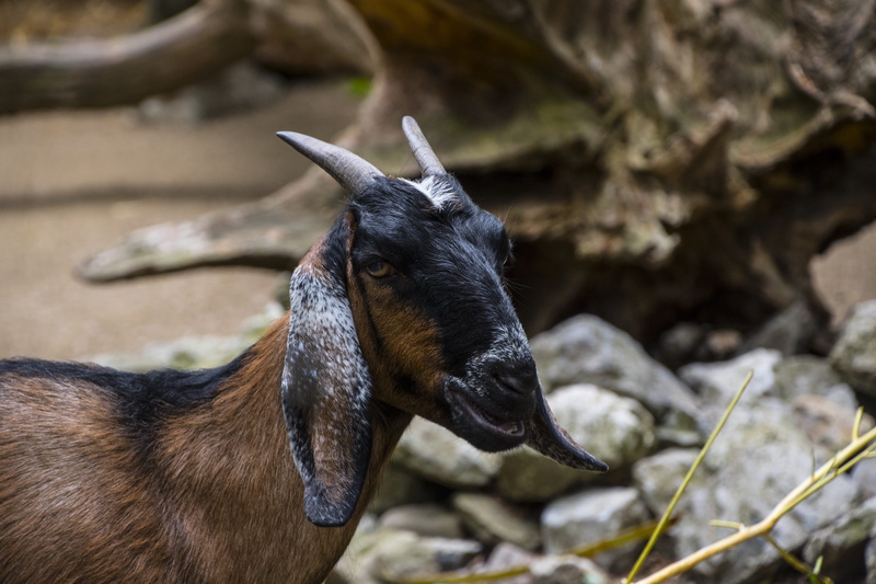 domestic animals, ruminant, animal wildlife, no people, horned, rock, goats head, herbivorous, domestic, grass, rock - object, farm, solid, focus on foreground