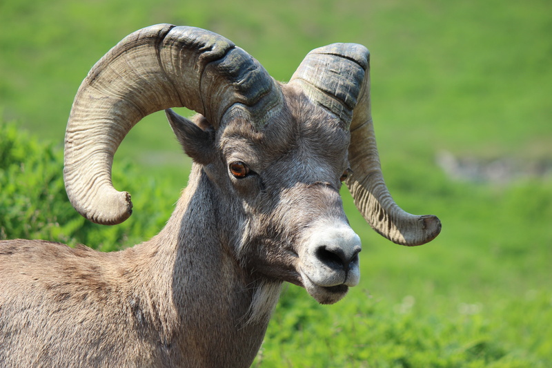 no people, one animal, big horn sheep, day, outdoors, portrait, head, nature, land, sheep, mountain, animal themes, brown, tan, animal wildlife, livestock