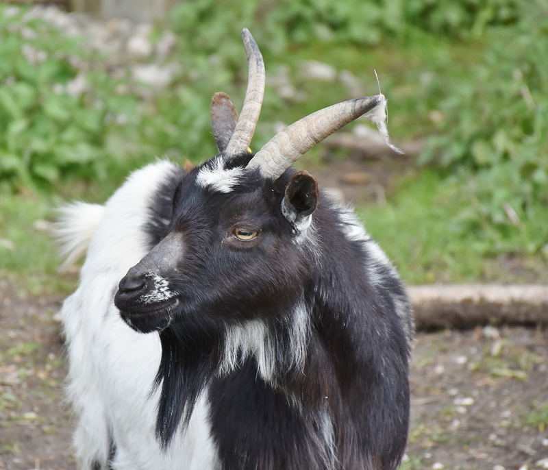 looking, germany, livestock, mammal, bock, domestic, domestic animals, animal wildlife, domestic goat, black, ruminant, animals in the wild, horns, outdoors