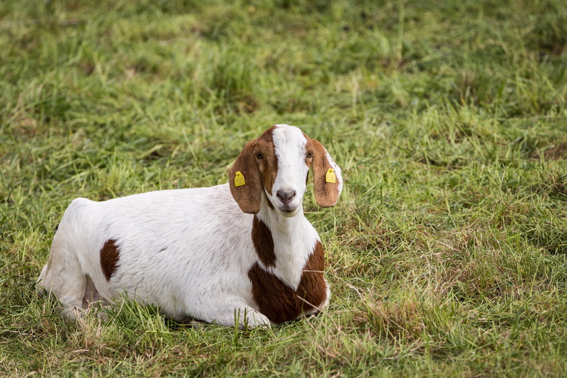 enclosure, curious, vertebrate, goat buck, horn, young animal, outdoors, animal themes, horned, cute, goatee, domestic, male, mammal, canine, plant, germany