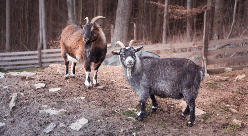 village, group of animals, animal family, nature, vertebrate, animals, domestic animals, land, domestic, pets, goat, no people, billy goat, two animals