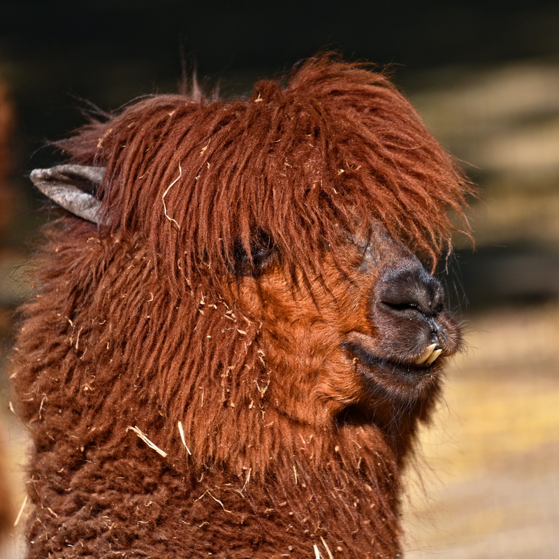 mane, one animal, mammal, animal body part, close-up, profile view, fur, no people, livestock, textile, fiber, 4K, close up, brown hair, animal head, domestic animals