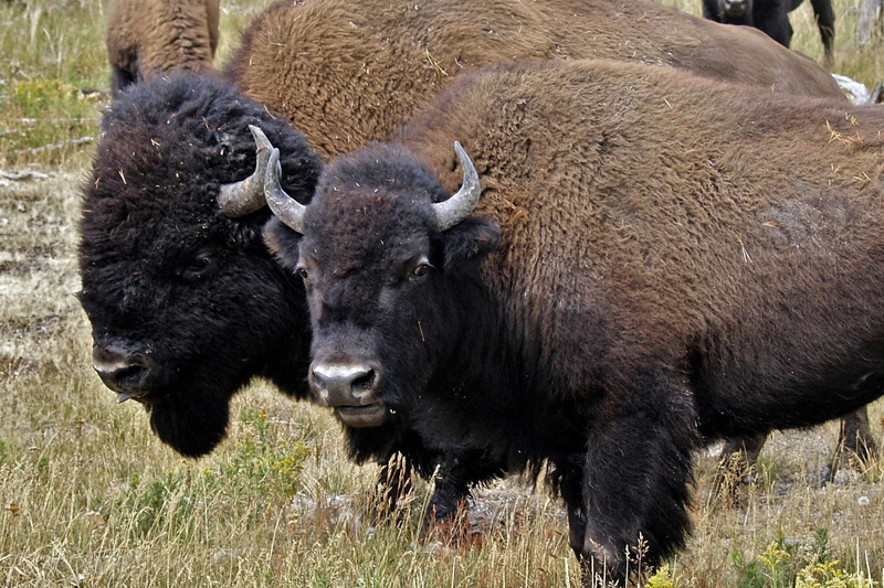 homestead, group of animals, close, beast, no people, animal themes, bison, head, wildlife, animal, bull, outdoors, buffalo, two, wilderness, animal wildlife