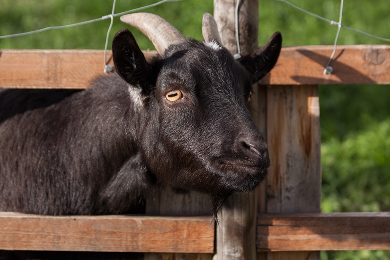animal themes, animal pen, livestock, grass, black, billy goat, animal body part, horned, snout, nature, close-up, 4K, curious, domestic goat, farm, cattle