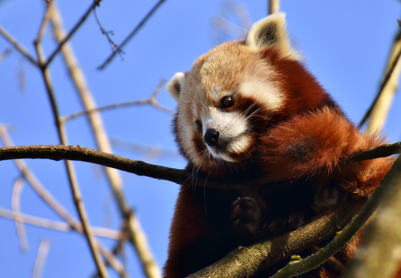 animal head, close, red panda, china, fire fox, sky, low angle view, bamboo - plant, tree, day, whisker, focus on foreground, mammal, branch, animal themes