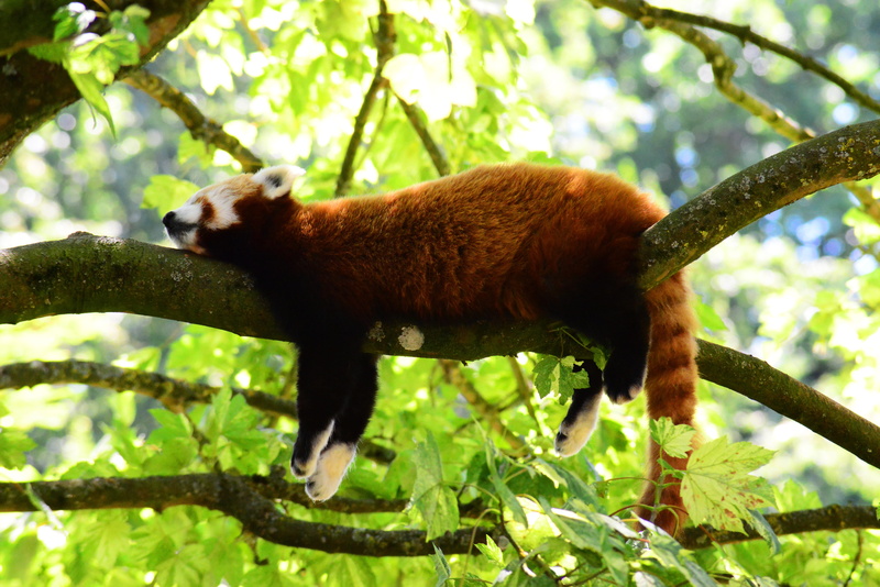 fluffy, animals in the wild, land, tree, leaf, no people, vertebrate, animal themes, hanged, mammal, animal, red, outdoors, nature, wild, panda, china