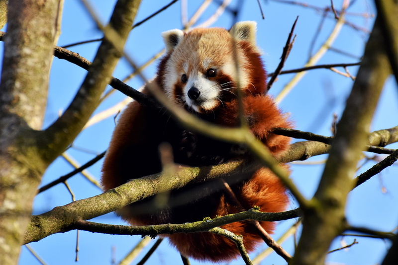 wild animal, outdoors, vertebrate, no people, cute, low angle view, animal themes, plant, red panda, animal head, bamboo, panda bear, brown panda, sky