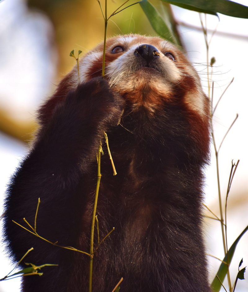 animal, vertebrate, hellabrunn, gold dog, himalayas, animal head, no people, predator, animals in the wild, mammal, red panda, zoo, panda, tierpark hellabrunn