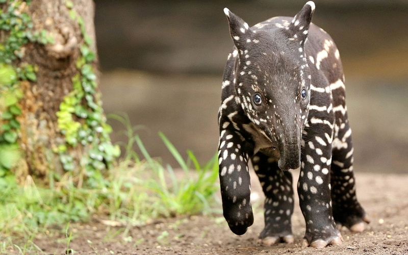 Animal, 720P, Tapir