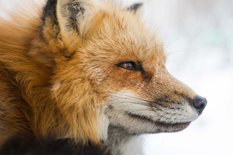 looking away, animal themes, closeup, close, no people, hair, fur, animal wildlife, animal body part, photo, snout, profile view, long, looking, orange