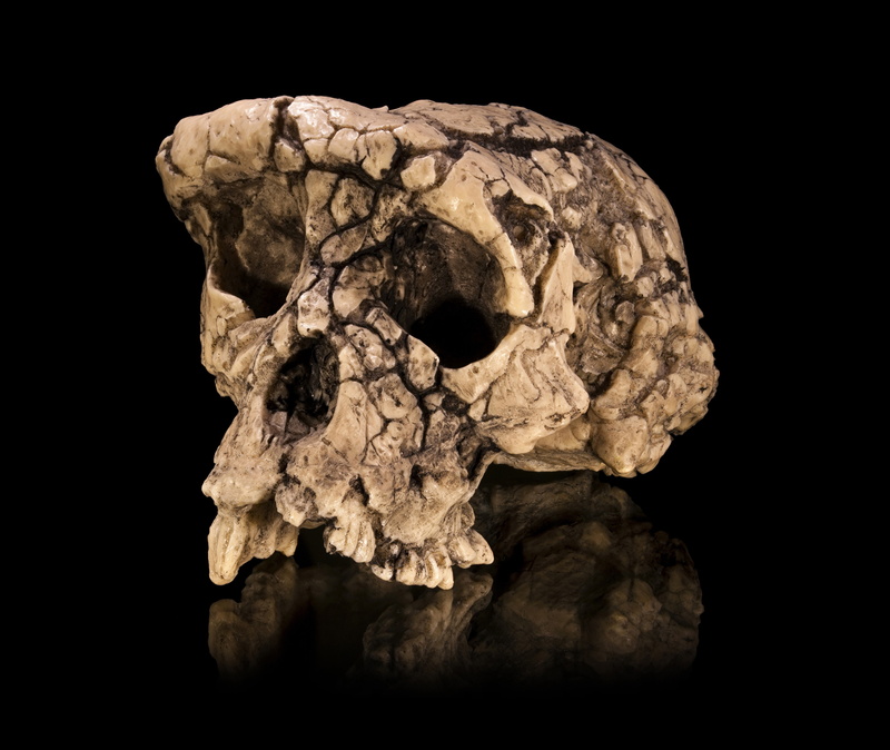 vintage, skull, 4K, Cro-Magnon
