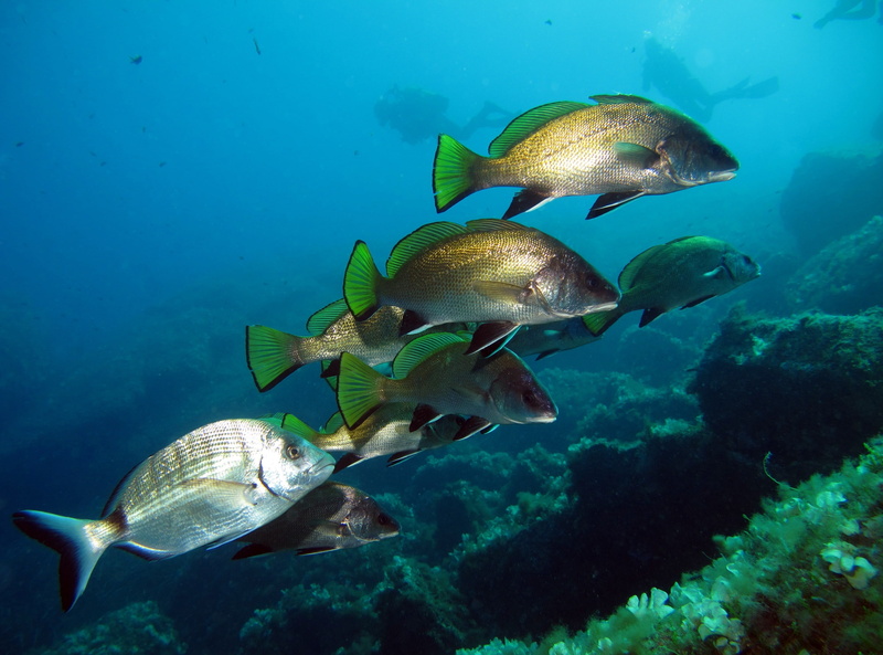 animal, vertebrate, animal themes, Diving, plongee, undersea, swimming, mediterranean, cros, meagre, sciaena, nature, reptile, animal wildlife, Scuba, school of fish