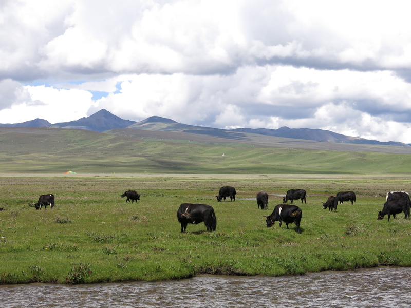 vertebrate, domestic animals, herbivorous, herd, prairie, field, animal wildlife, 4K, mountain, herd of cattle, cloud - sky, litang county sichuan province