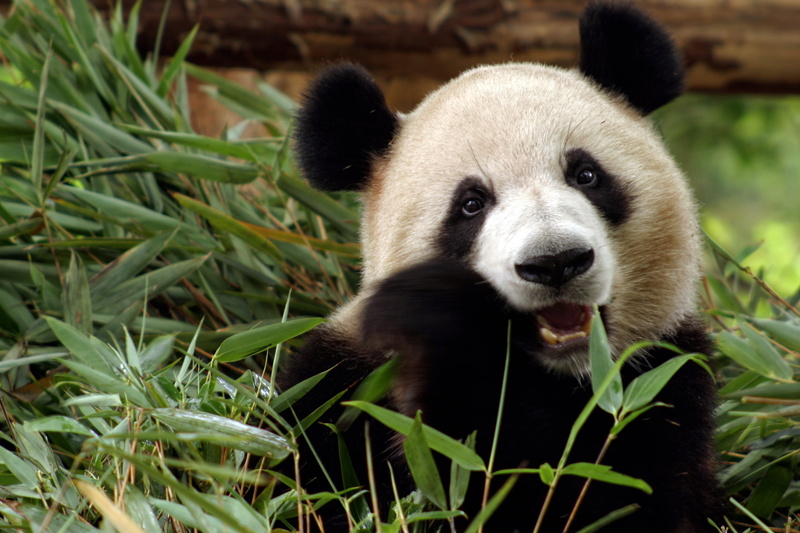 young Animal, mammal, close-up, sichuan Province, white, portrait, vertebrate, 2K, leaf, Panda, black Color, china - East Asia, grass, cute, animal head