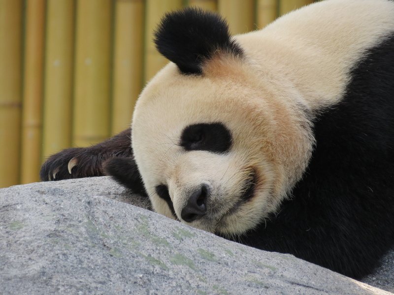 4K, gray, mammal, animal, bear, animal wildlife, lying, nature, vertebrate, panda, relaxation, animals in the wild, animal head, herbivorous, endangered Species
