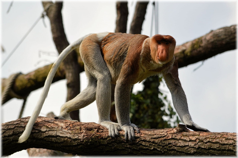 primate, animal wildlife, tree, mammal, wildlife, branch, intelligence, no people, climb, full length, baboon, nature, park, mouth open, animals in the wild