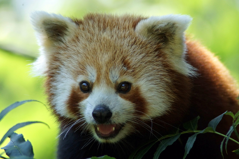 portrait, no people, outdoors, animals in the wild, animal wildlife, animal, asia, looking at camera, vertebrate, panda - animal, red, panda, little bear