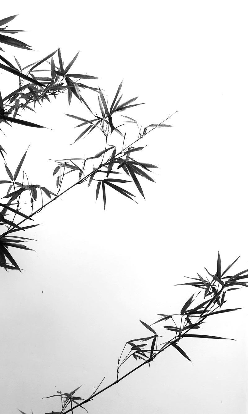 growth, 2K, chengdu, copy space, clear sky, snow, white background, low angle view, sky, day, plant, tranquility, outdoors, no people, branch, beauty in nature