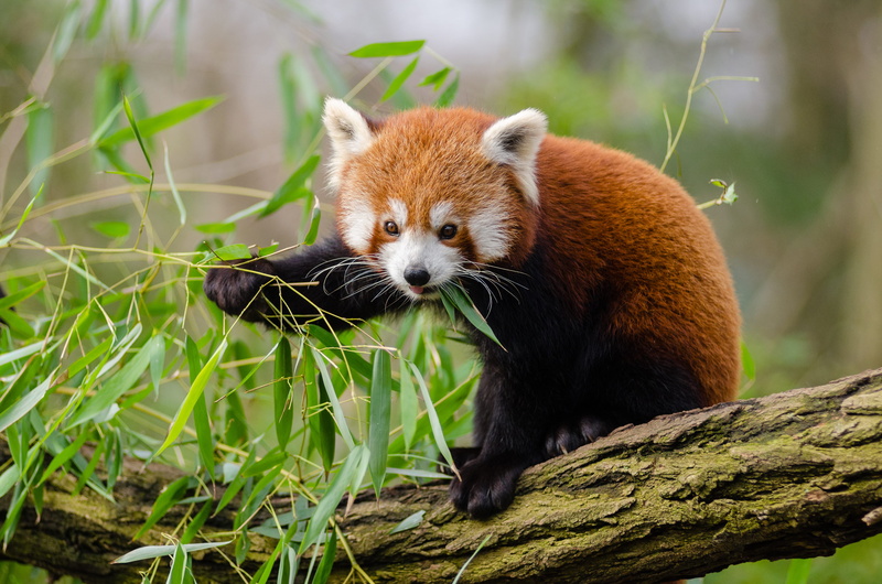 bamboo - plant, outdoors, focus on foreground, animal, animals in the wild, vertebrate, wildlife, no people, looking, red panda, tree, zoo, cute, animal head