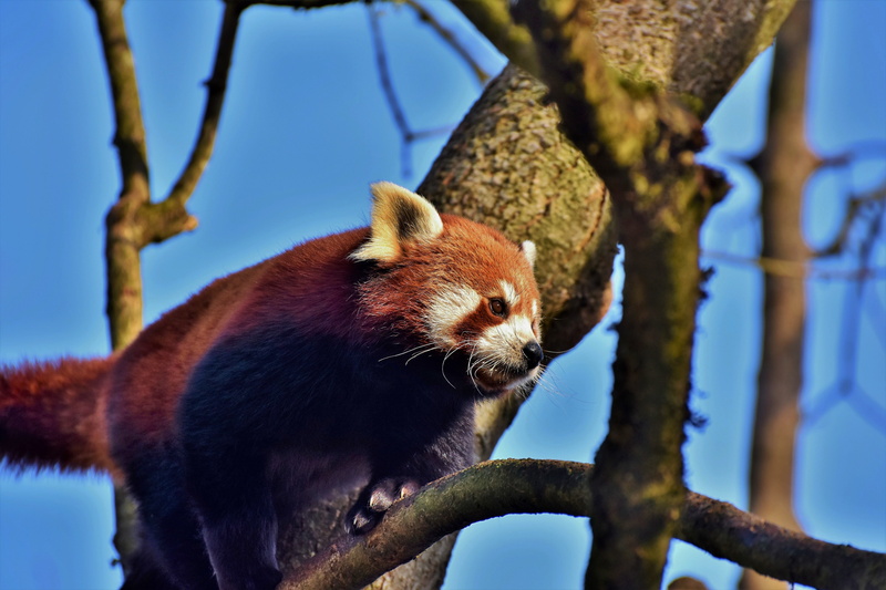 blue, sky, macau, brown panda, tree, panda - animal, wild animal, close-up, focus on foreground, cute, animal, animal world, red, panda bear, animals in the wild
