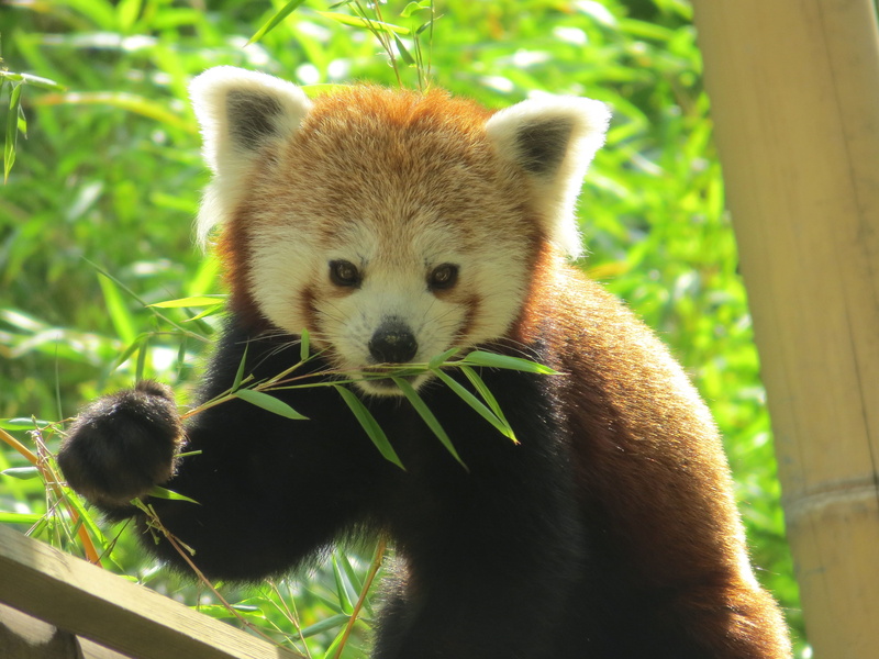 menagerie, 4K, animal head, tree, Bamboo, outdoors, grass, no people, Animal, close-up, soft, animal themes, looking, looking at camera, red panda, china