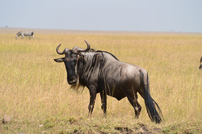 animal, herbivorous, nature, 4K, sky, africa, animals in the wild, selective, day, outdoors, grass, no people, photography, african, vertebrate, ungulate