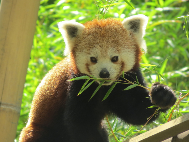 design, Wildlife, cartoon, adorable, black, animals in the wild, zoo, cute, Wild, tree, white, animal wildlife, asia, 4K, outdoors, happy, bamboo - plant