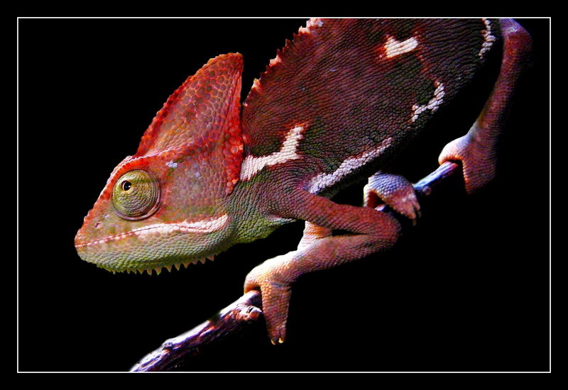 red, eyes, close, animals in the wild, one Animal, color Image, animal, no People, zoo, animal wildlife, night, transfer print, animals And Pets, animal world