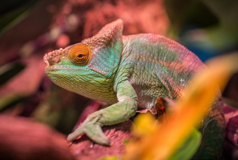 no people, 5K, animals in the wild, blur, selective focus, animal wildlife, color, vertebrate, wild, tropical, wood, animal themes, lizard, animal eye