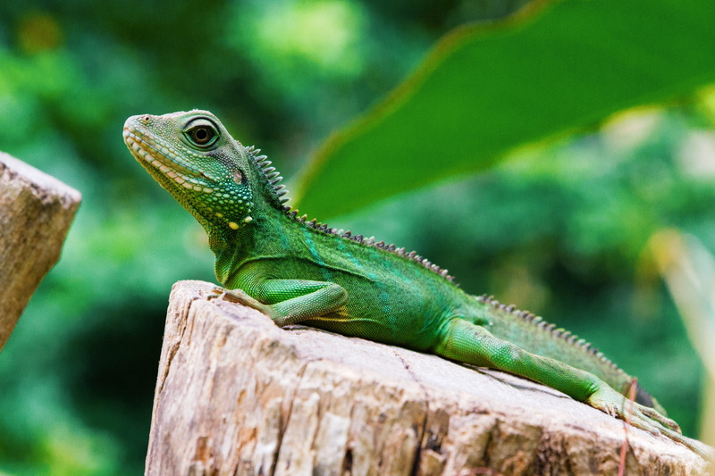 branch, animal head, outdoors, wooden log, animal body part, tree, iguana, one animal, chameleon, green, reptile, plant, lizard, animals In The Wild, stub
