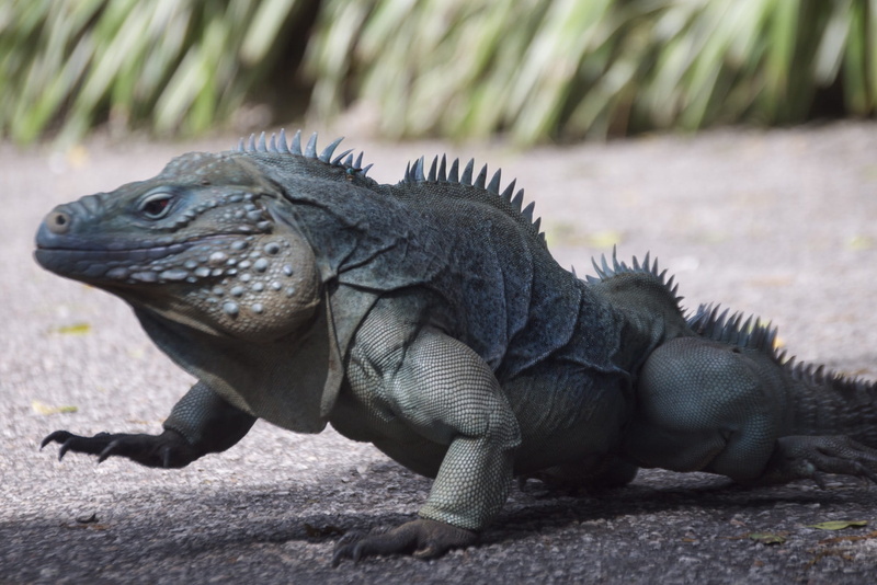 focus on foreground, animal themes, Reptile, vertebrate, close up, crawling, one animal, Wildlife, animal scale, day, animal wildlife, spike, Iguana, animals in the wild