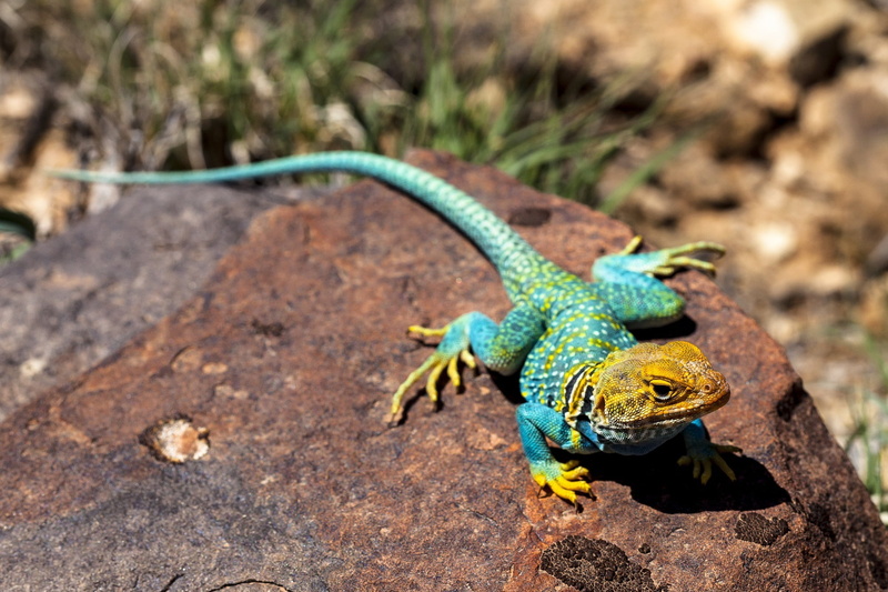 plant, rock - object, focus on foreground, colorful, nature, outdoors, close-up, poisonous, chameleon, scales, solid, vertebrate, 1080P, wild, animal themes