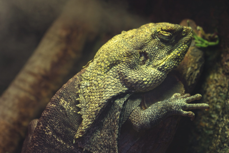 animal photography, animal body part, color, day, branch, iguana, animal, one animal, exotic, animals in the wild, lizard, animal head, blur, animal wildlife