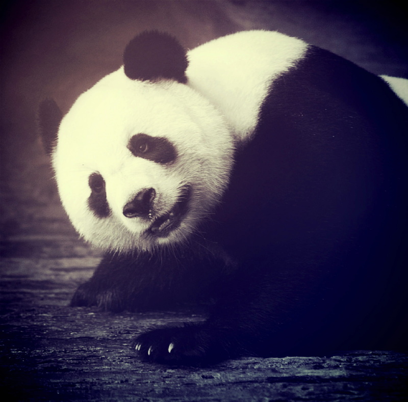 day, bamboo, woods, vertebrate, wood, mammals, zoo, orient, giant panda, white, mammal, panda - animal, asian, endangered species, endanger, one animal