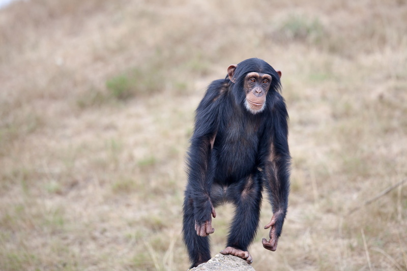 looking, animal, one animal, vertebrate, cute, baby, green, animals in the wild, baboon, surrounded, brown, sitting, full length, ape, furry, standing