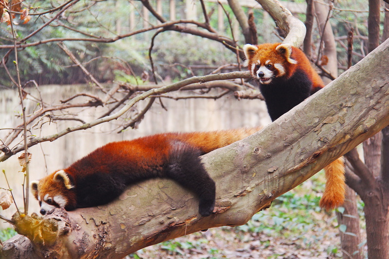 animal, chengdu, rare, near, branch, cute, animals in the wild, loveable, day, forest, animal themes, young, panda - animal, red panda, asia, one animal